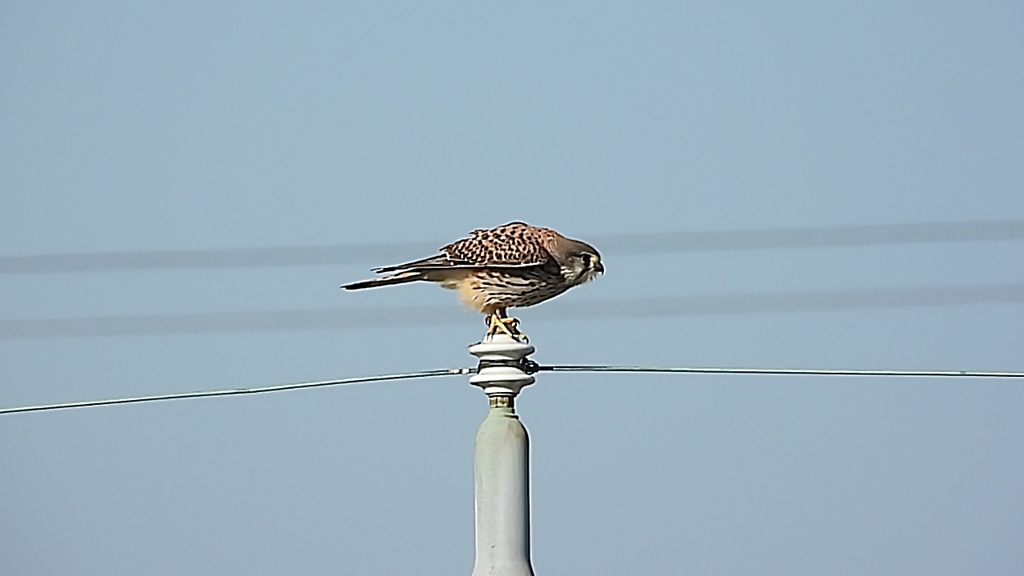 DSCN6592：チョウゲンボウ