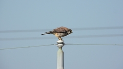 DSCN6592：チョウゲンボウ