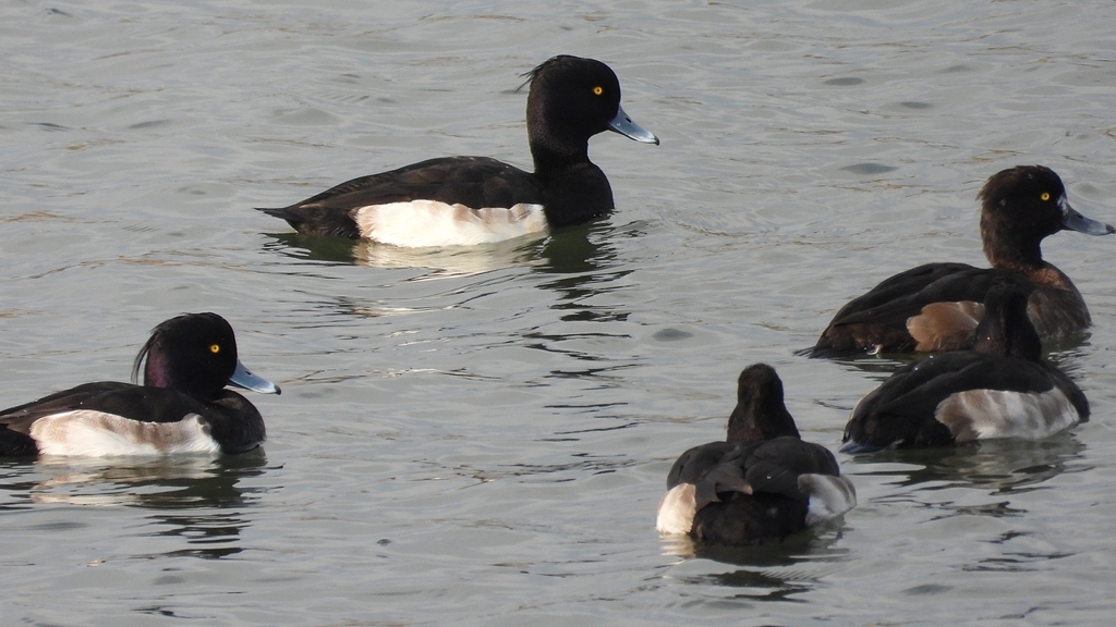 DSCN3975：キンクロハジロ