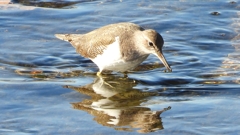 DSCN1207：イソシギ