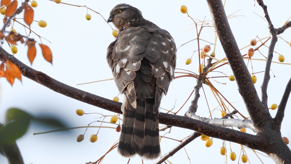 DSCN3012：ハイタカ