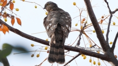 DSCN3012：ハイタカ