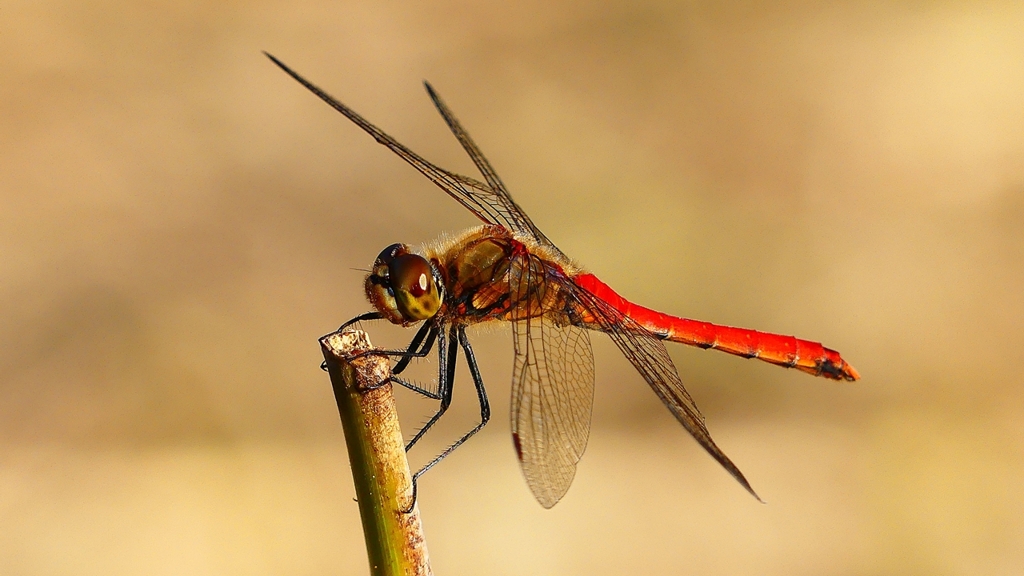 P2320276：アキアカネ（オス）