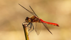 P2320276：アキアカネ（オス）