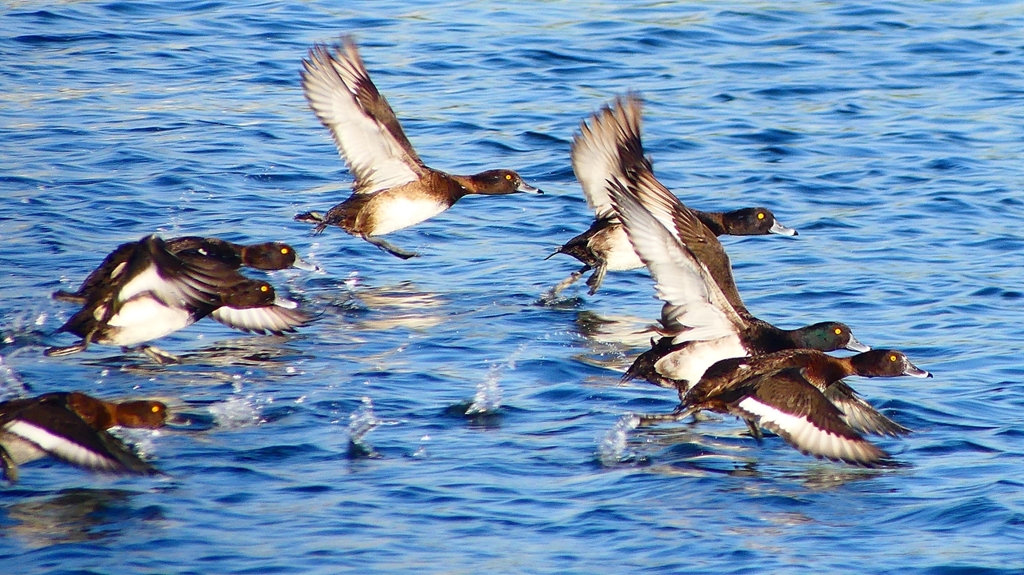 P2380170：飛ぶキンクロハジロ