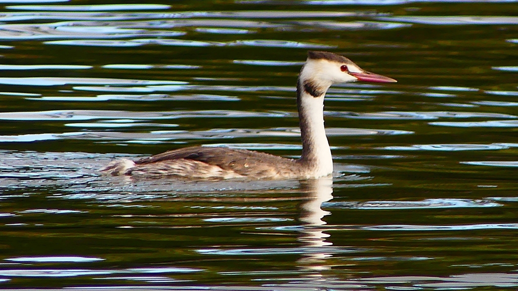P2330730：カンムリカイツブリ