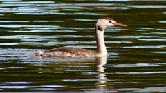 P2330730：カンムリカイツブリ