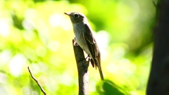 P2300056：コサメビタキ