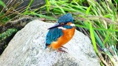 P2320810：カワセミ