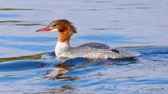 P2390174：カワアイサ（メス）