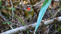 P2310162：ノゴマ（オス