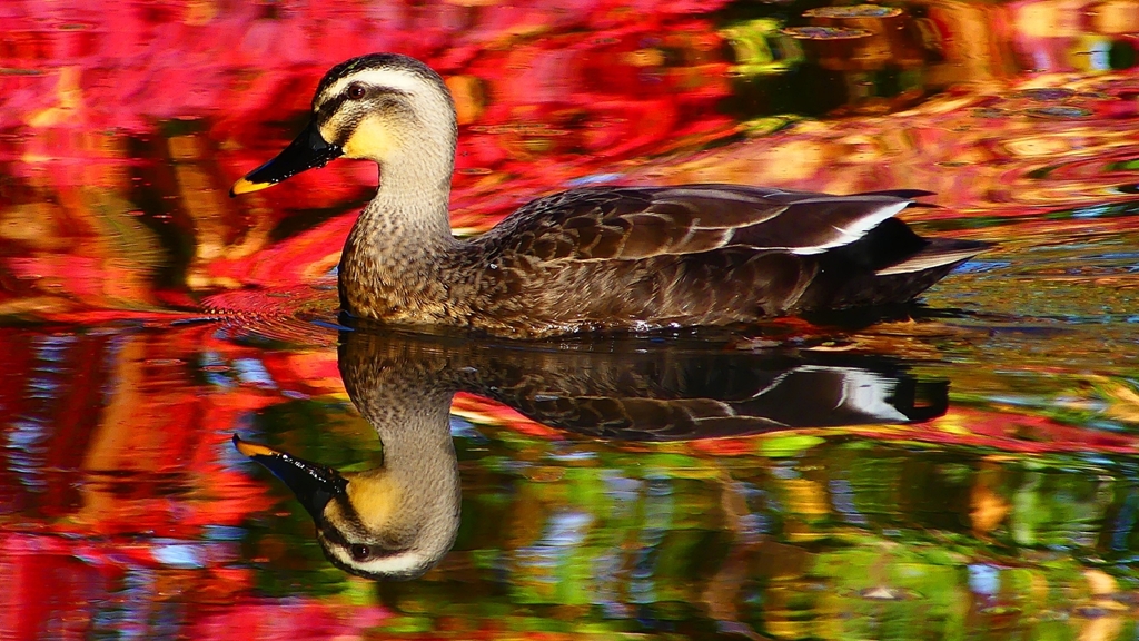 P2420046：カルガモ