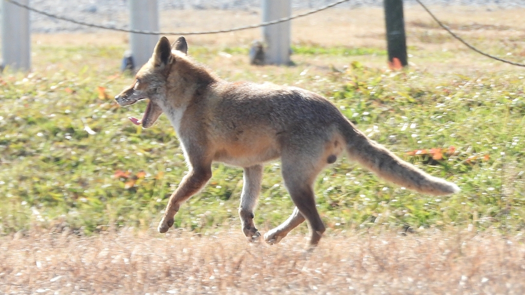 DSCN6771：キツネ