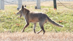 DSCN6771：キツネ