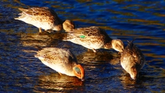 P2400267：コガモ