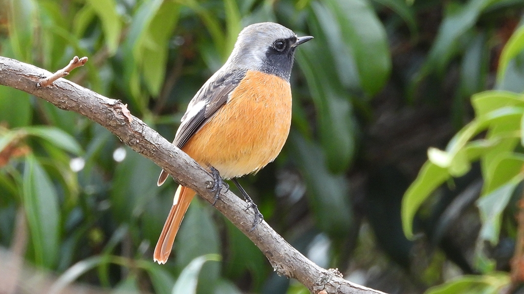 DSCN0345：ジョウビタキ（オス）