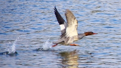 P2390246：飛ぶカワアイサ（メス）