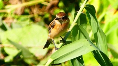 P2300340：ノビタキ