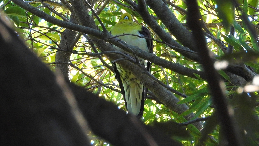 DSCN6987：アオバト（オス）