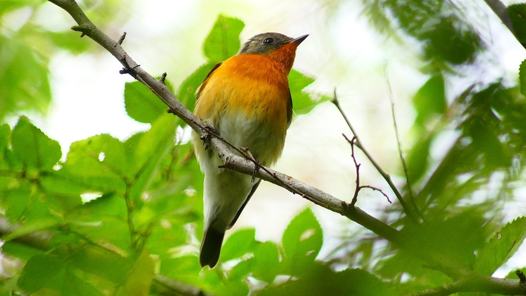 P2320342：ムギマキ（オス若鳥）