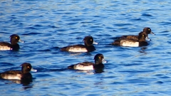 P2380086：キンクロハジロ（オス）