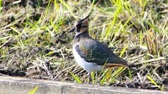 P2340661：タゲリ