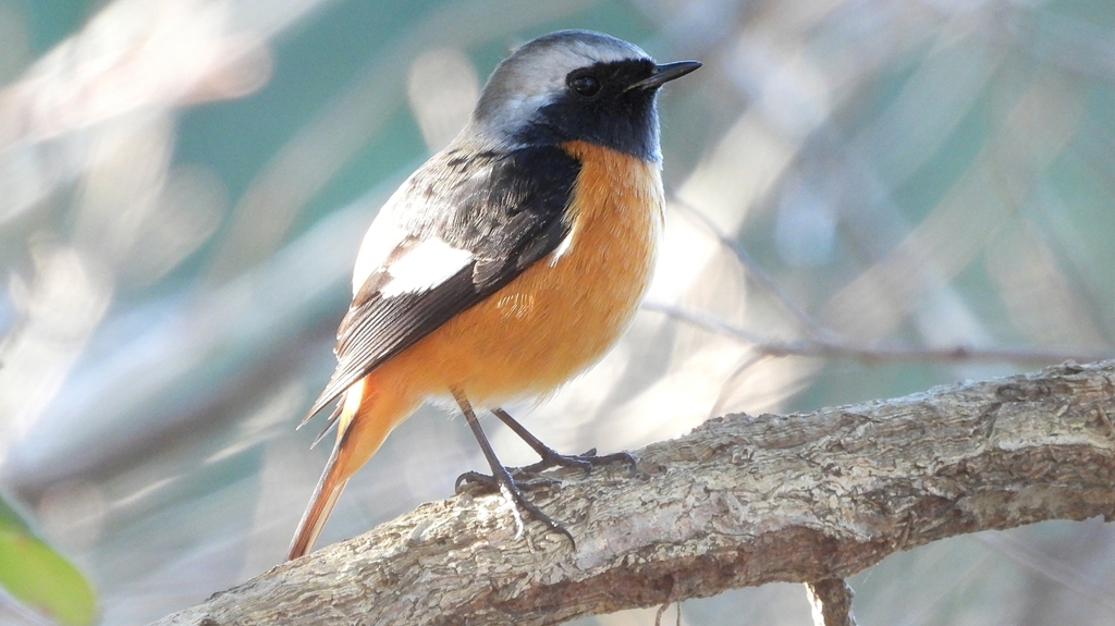 DSCN8290：ジョウビタキ（オス）