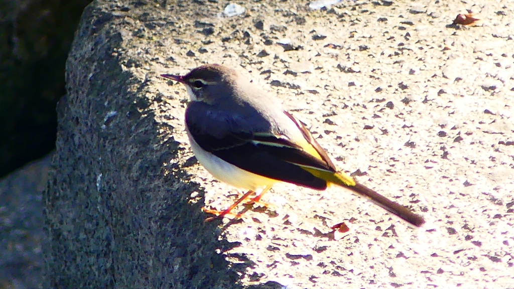 P2370407：キセキレイ