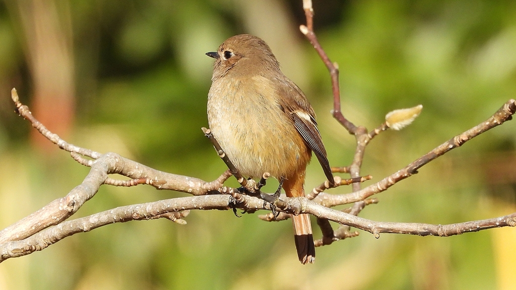 DSCN8135：ジョウビタキ（メス）