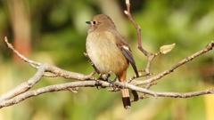 DSCN8135：ジョウビタキ（メス）