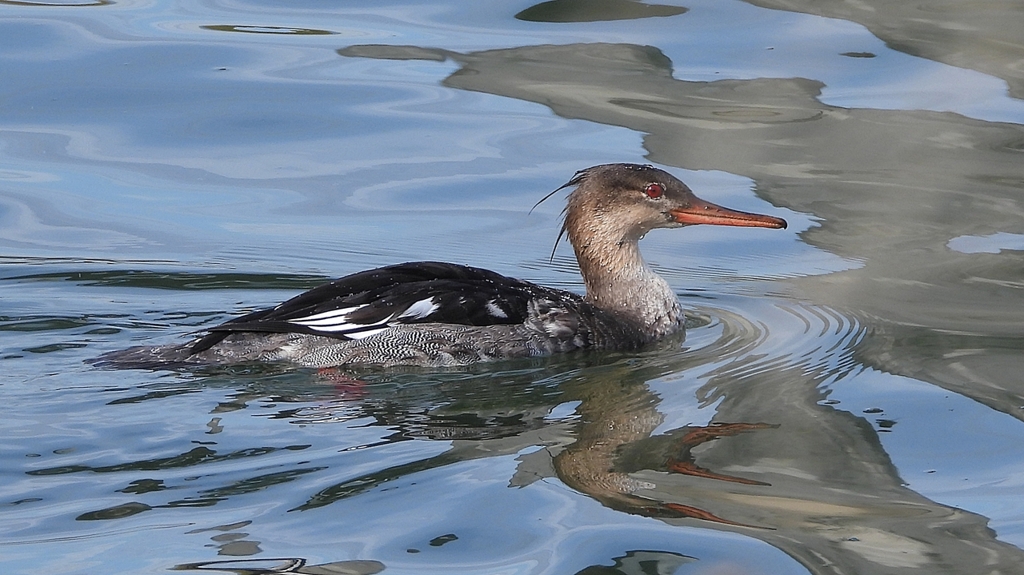 DSCN3171：ウミアイサ（オス）