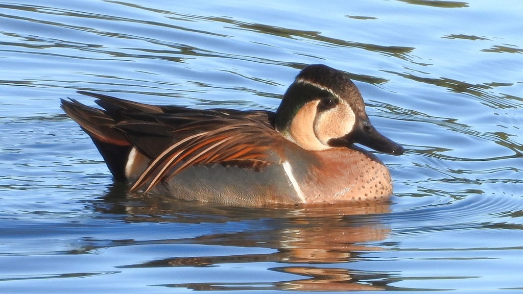 DSCN7849：トモエガモ（オス）