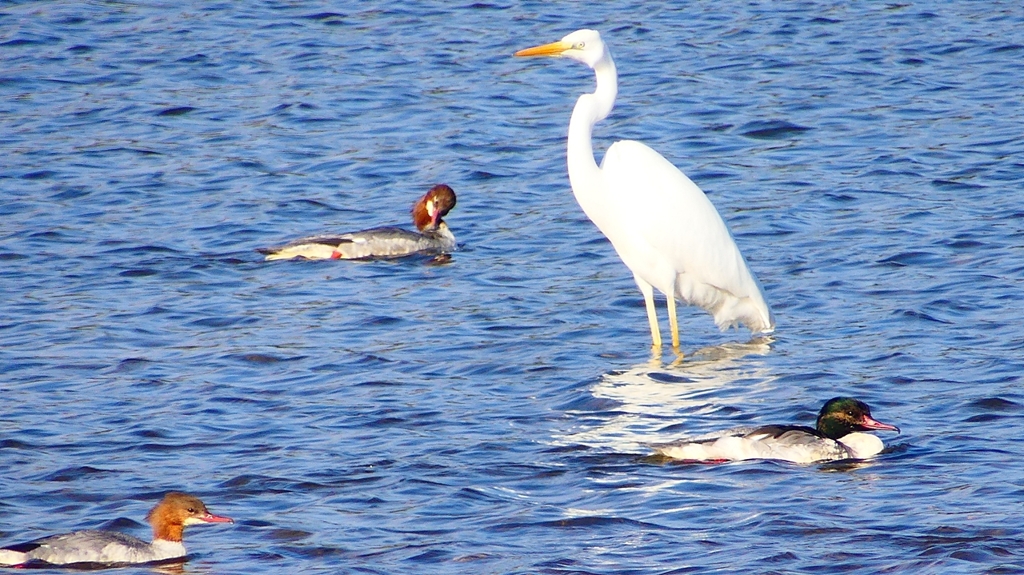 P2390039カワアイサ他