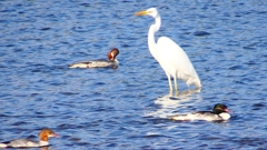 P2390039カワアイサ他