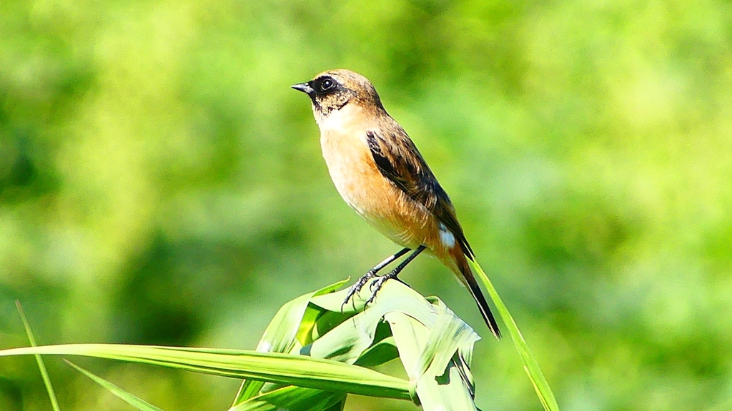 P2300159：ノビタキ