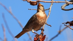 DSCN8790：ハチジョウツグミ