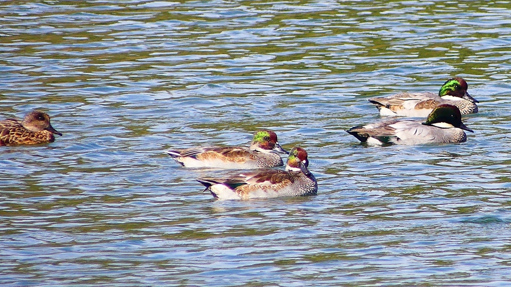 P2360450：ヨシガモ、オオバン
