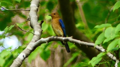 P2260733：オオルリ（オス若鳥）