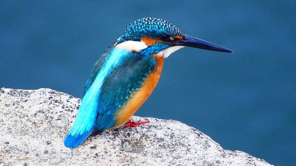 P2410402：カワセミ（オス）