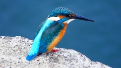 P2410402：カワセミ（オス）