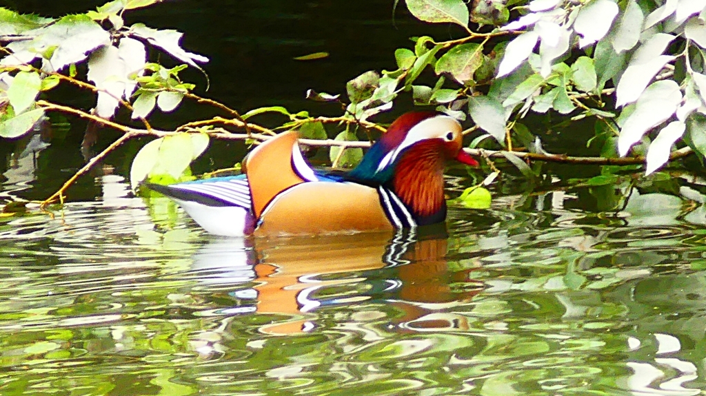 P2340046：オシドリ（オス）