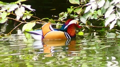 P2340046：オシドリ（オス）