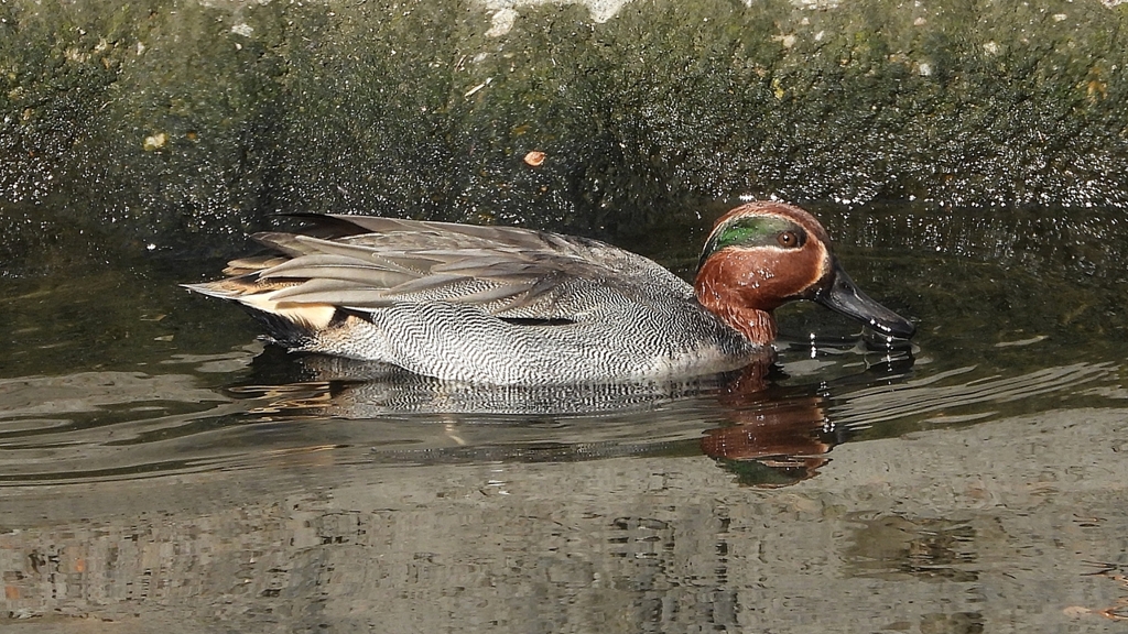 DSCN9798：コガモ（オス）