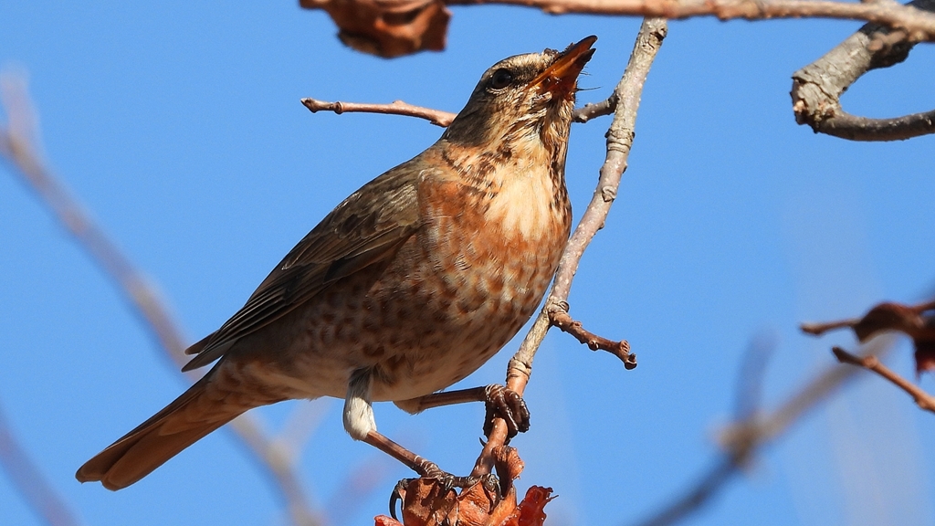 DSCN8803：ハチジョウツグミ