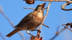 DSCN8803：ハチジョウツグミ