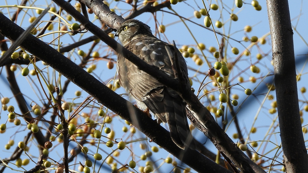 DSCN2978：ハイタカ