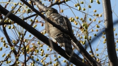 DSCN2978：ハイタカ