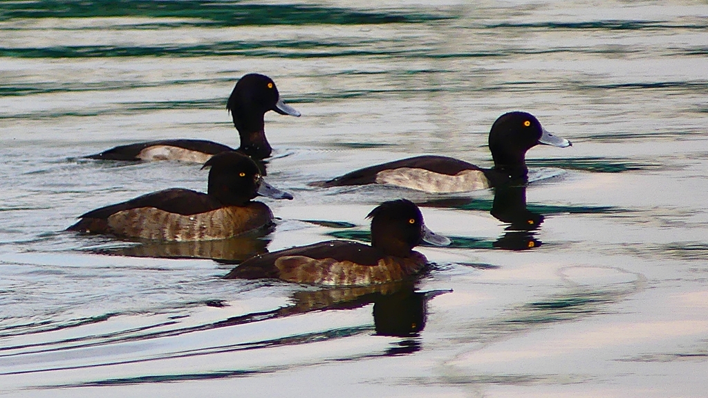 P2350493：キンクロハジロ