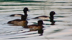 P2350493：キンクロハジロ