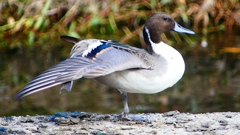 P2400020：オナガガモ（オス）